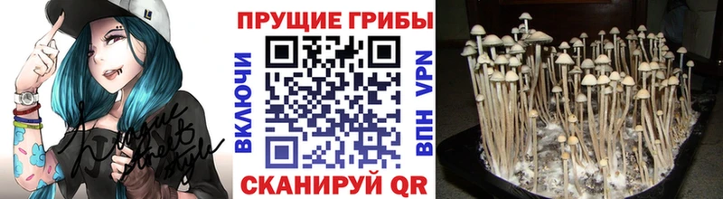 Псилоцибиновые грибы мицелий  Купить где  Вытегра 